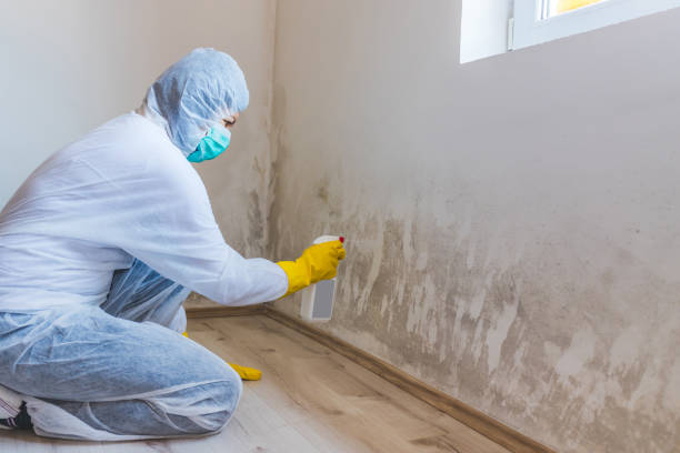 Licensed Basement Mold Removal service in Virginia Beach, VA - WQB Mold Removal