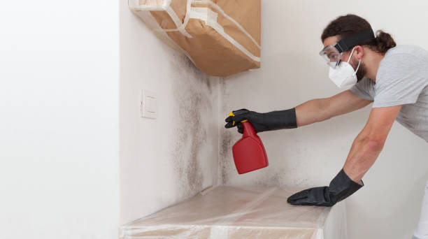 Professional Basement Mold Removal technician working in Virginia Beach, VA