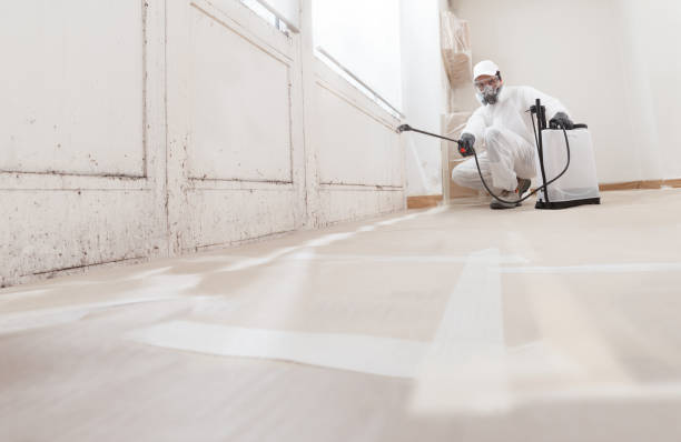 24/7 Emergency Basement Mold Removal experts in Virginia Beach, VA